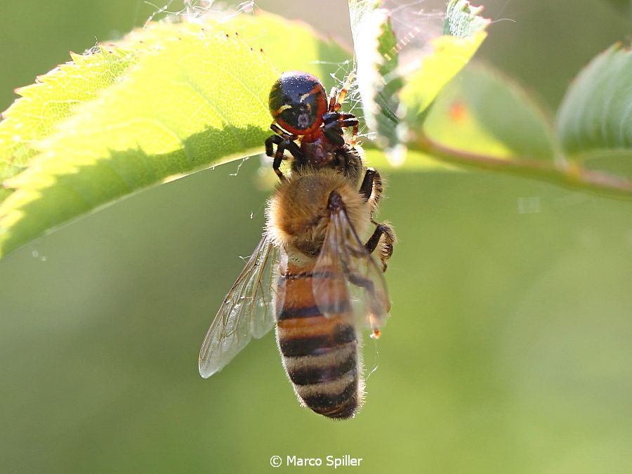 Synema globosum con preda